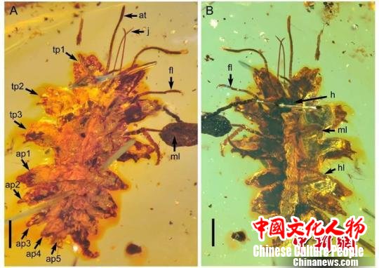 中国科学家在缅甸琥珀中发现一亿年前昆虫拟态行为