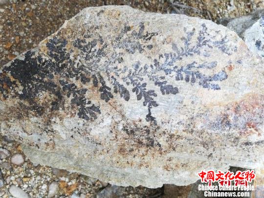 岩石上的黑色多为锰的氧化物结晶 蔡思宽 摄